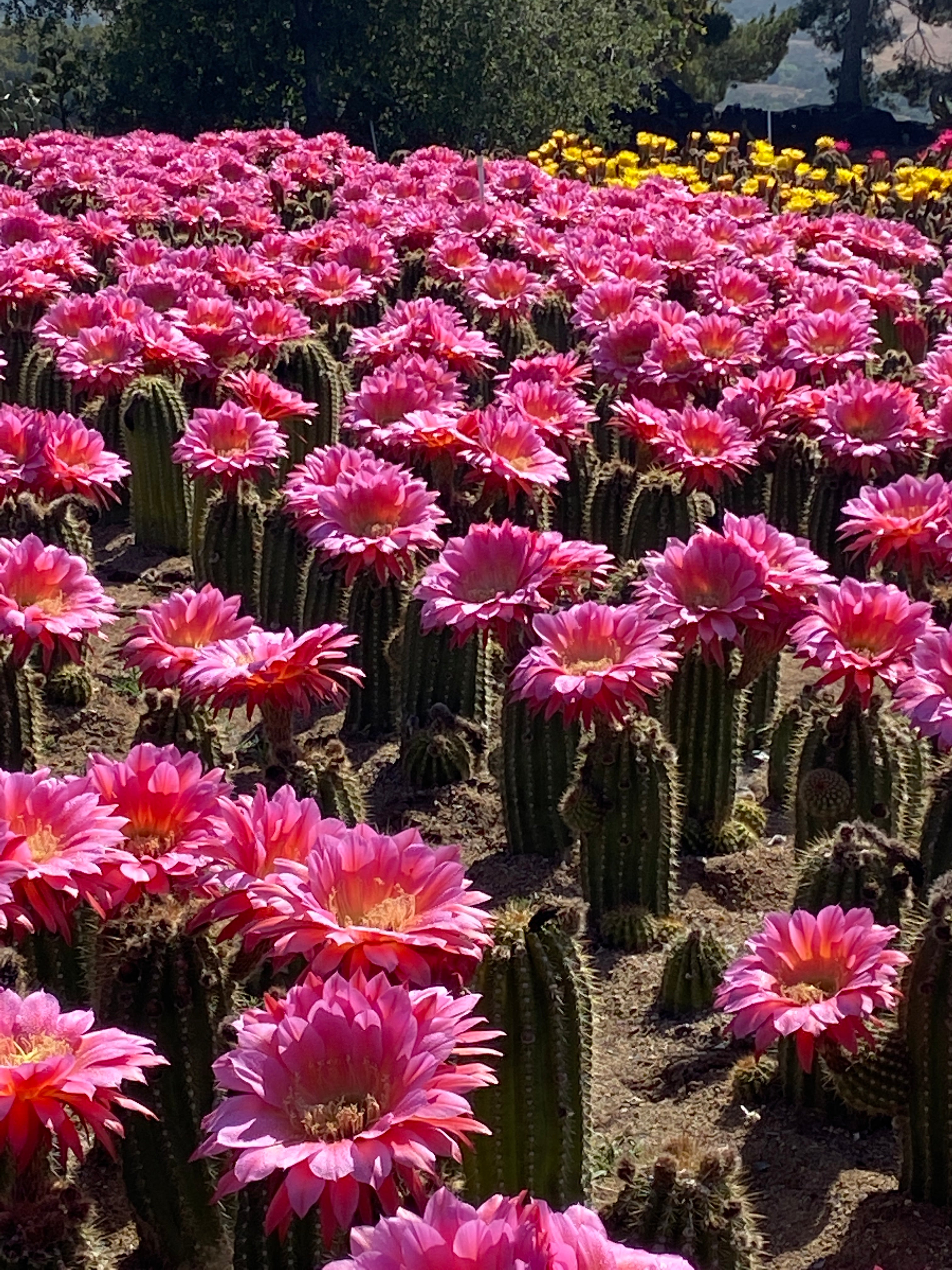flying saucer plant Echinopsis Flying Saucer