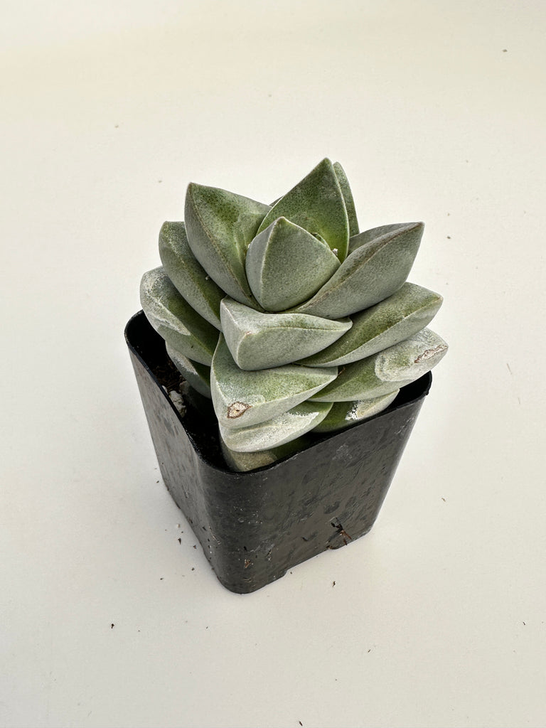 crassula moonglow succulent Crassula Moonglow
