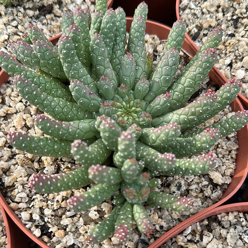Euphorbia colicoina