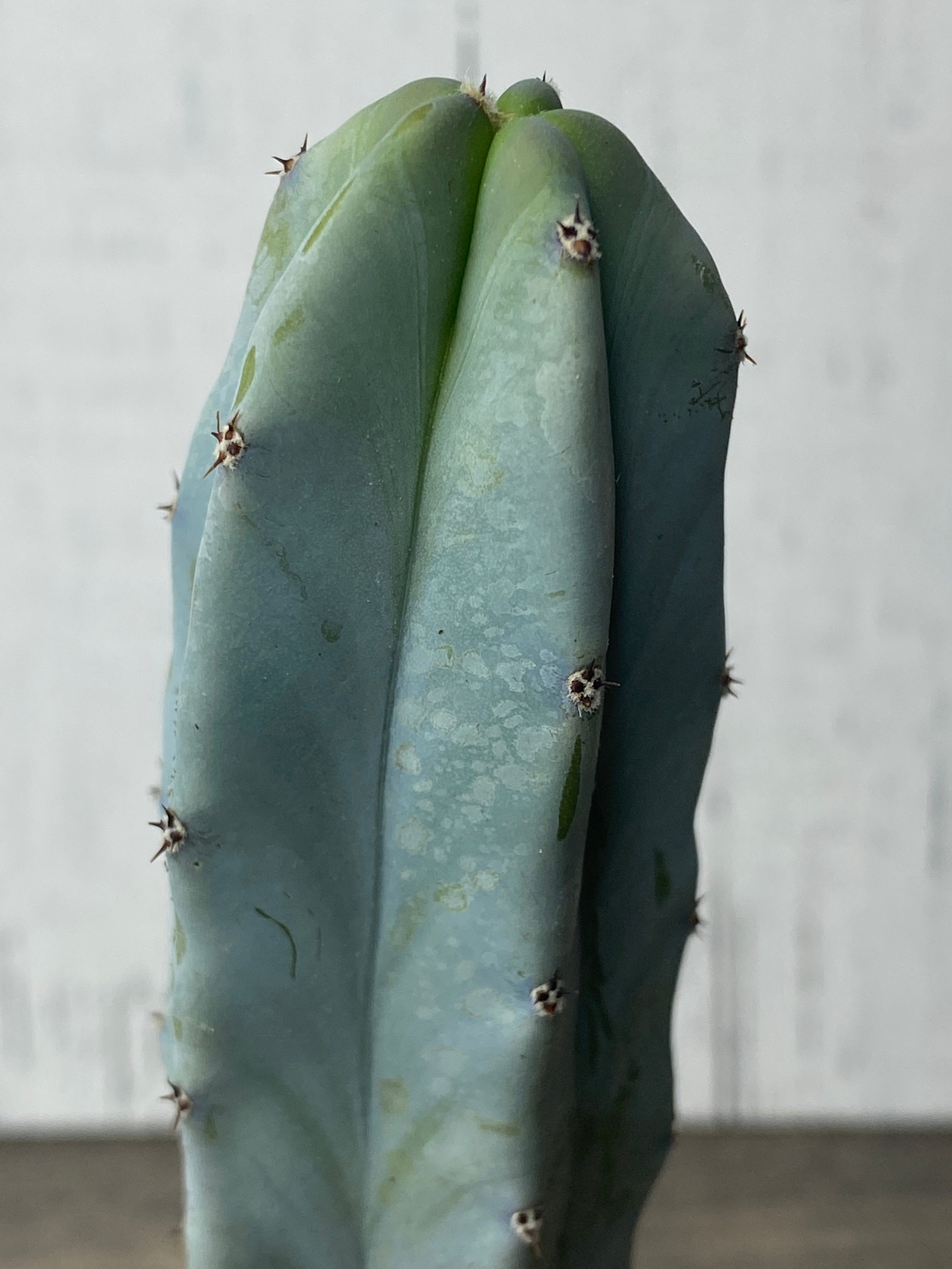 blue myrtle cactus vs san pedro Myrtillocactus geometrizans /Blue Myrtle Cactus