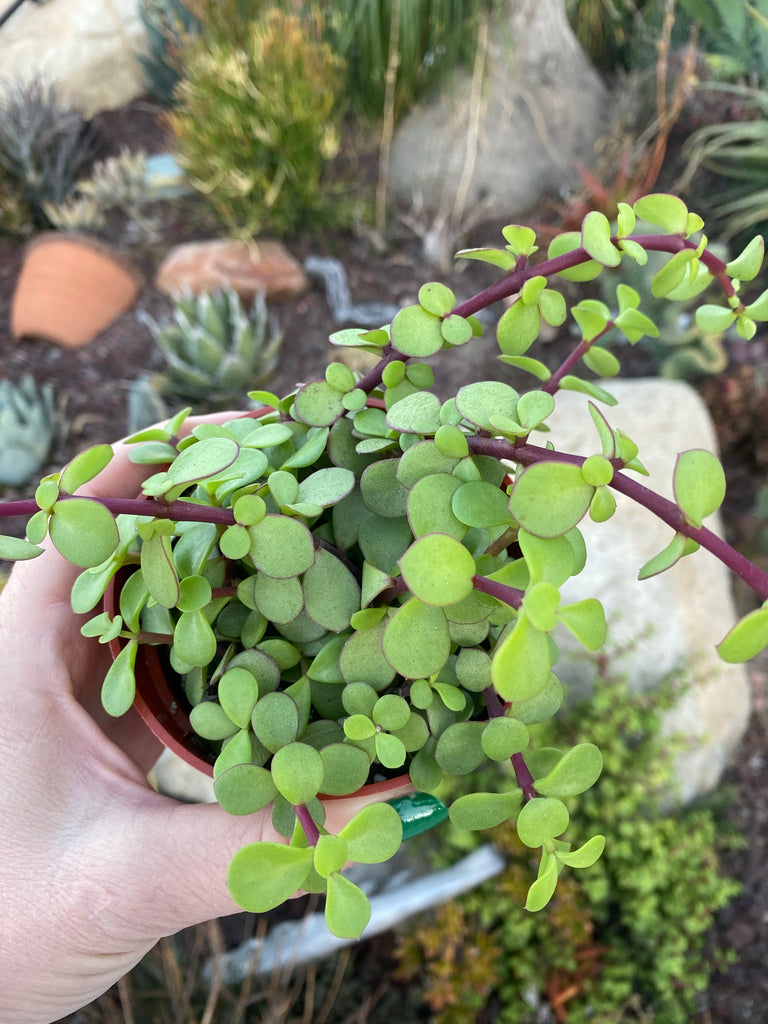 where to buy portulacaria afra Portulacaria afra ~ Elephant bush