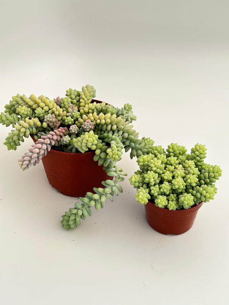 donkey tail burrito succulent Sedum burrito~ Donkey Tail