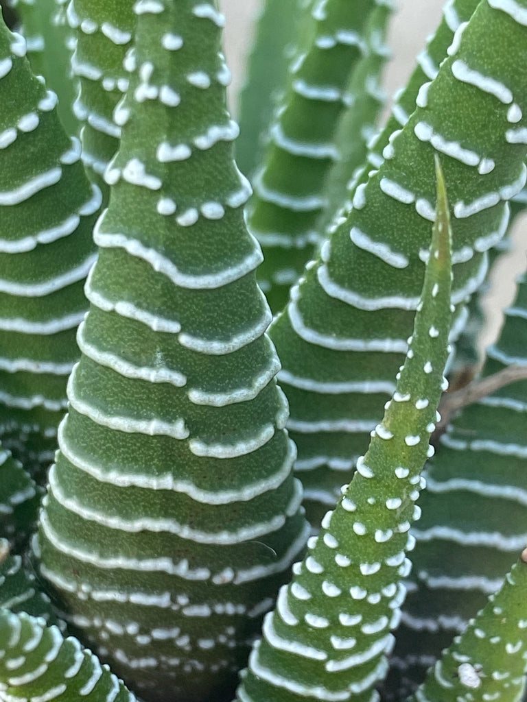 zebra striped succulent plant Haworthia ~ Zebra plant