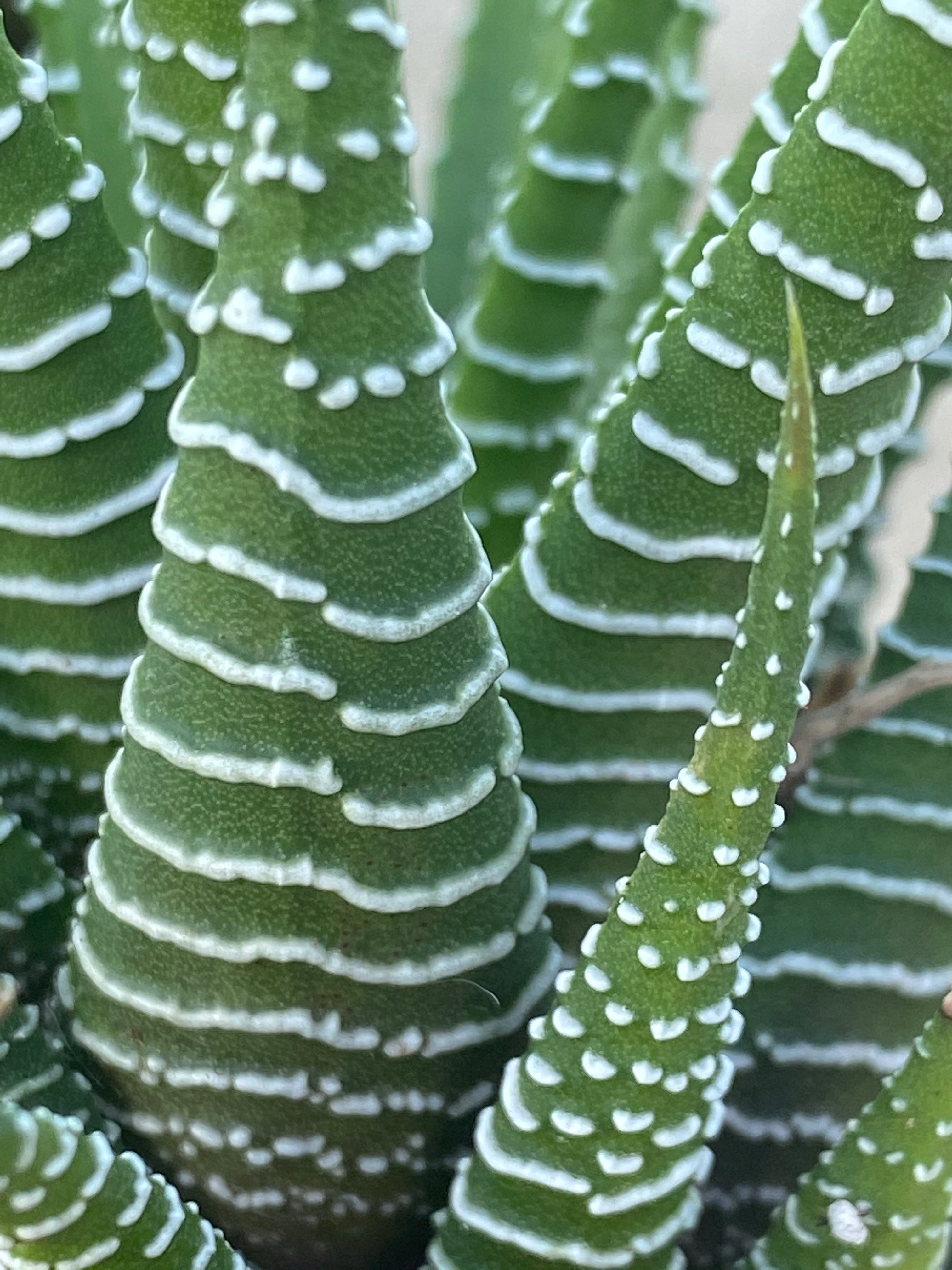Haworthia ~ Zebra plant