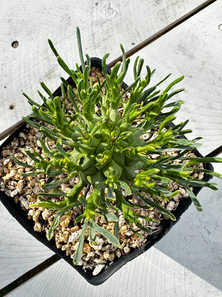 Euphorbia schoelandii