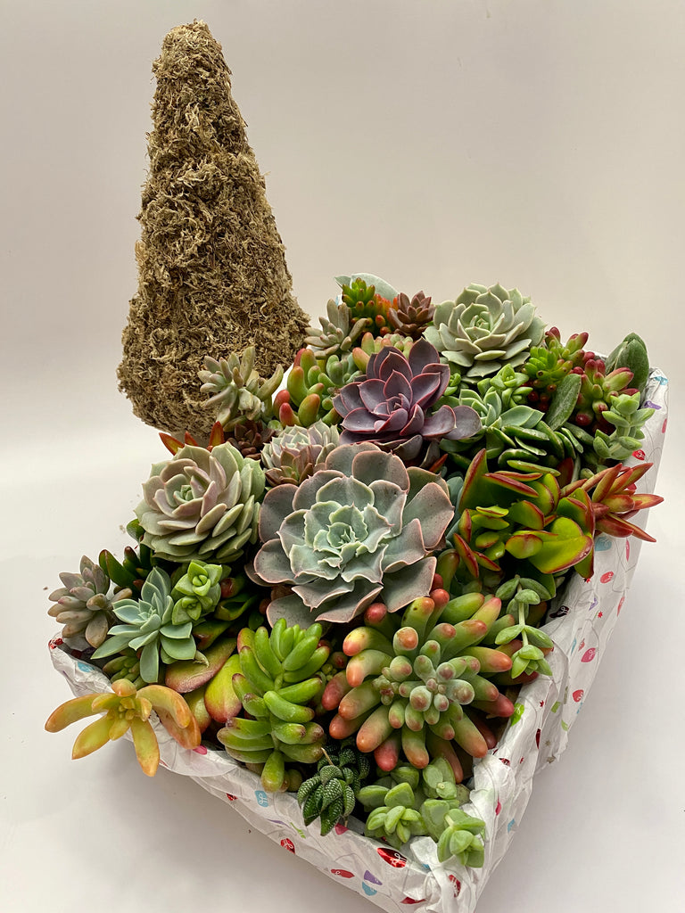 succulents for christmas Succulent Christmas Tree Kit