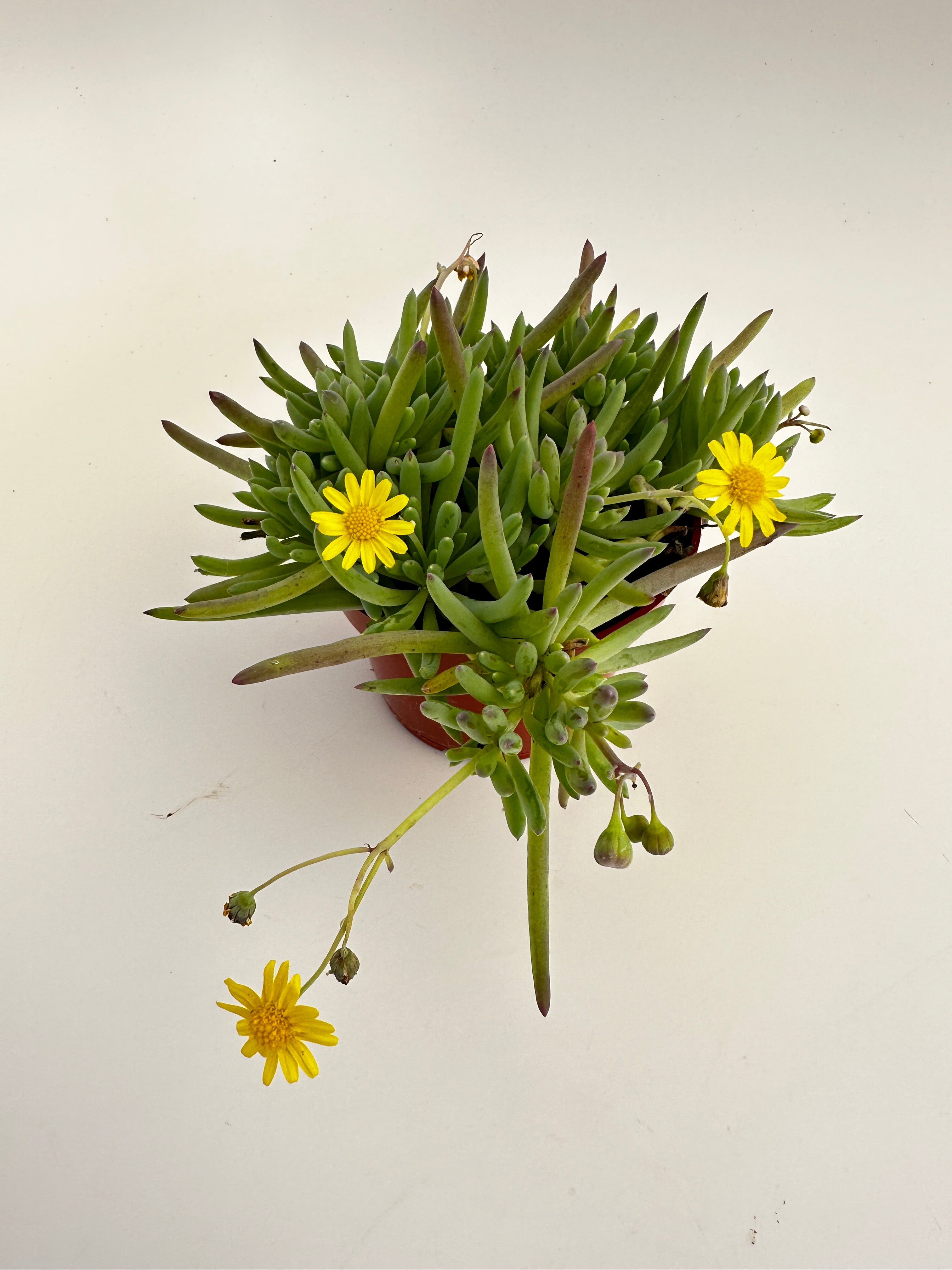 little pickles plant indoor Othonna capensis - Little Pickles