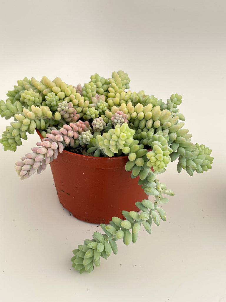 burrito succulent plant Sedum burrito~ Donkey Tail