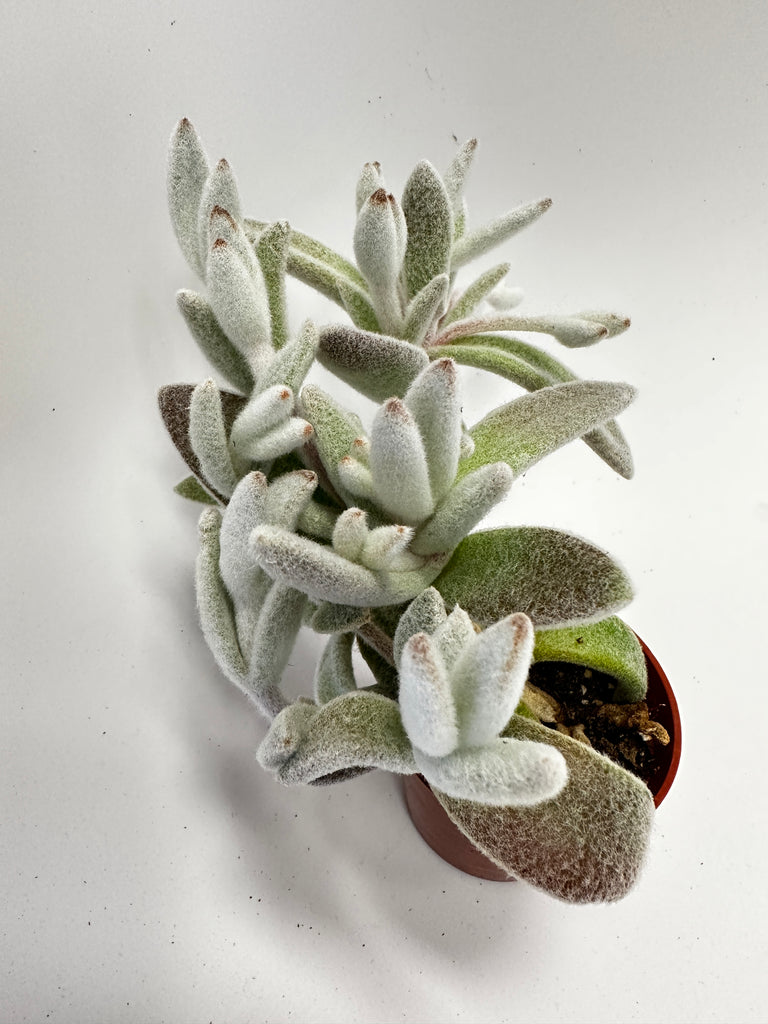Kalanchoe eriophylla - Snow White Panda Plant
