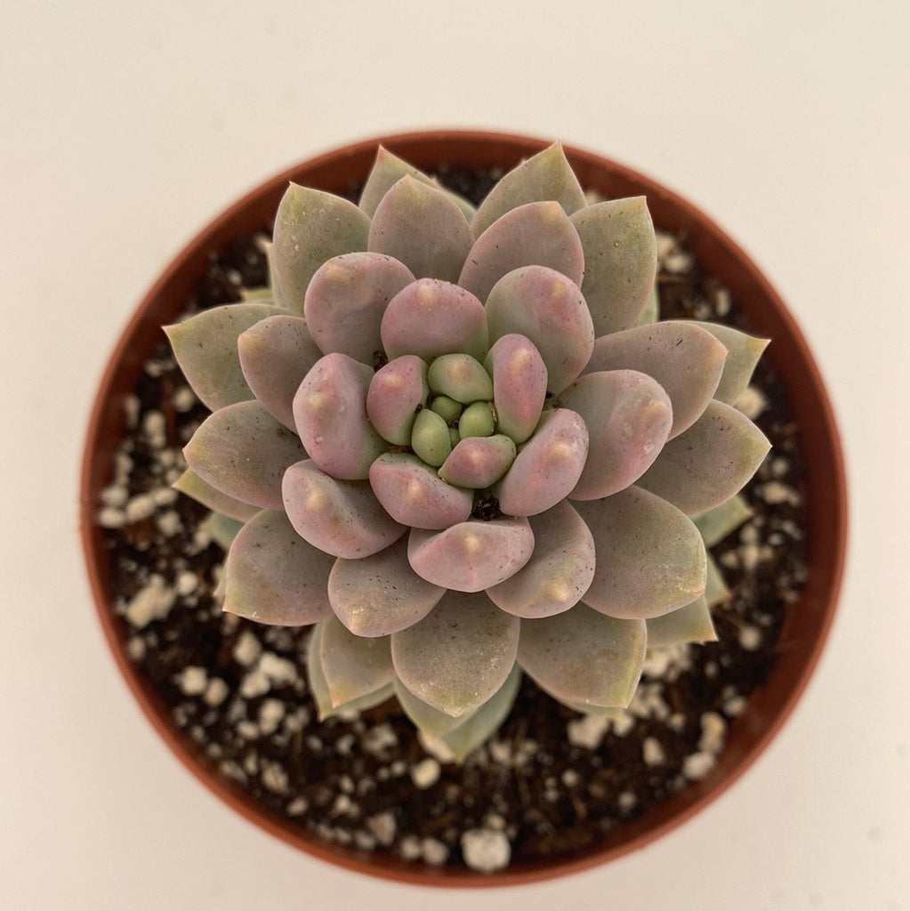 lilac succulent Echeveria lilac