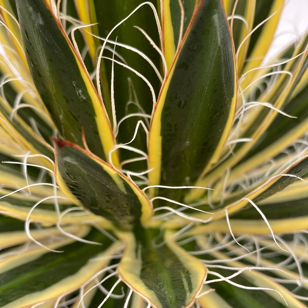 Queen of white threads agave