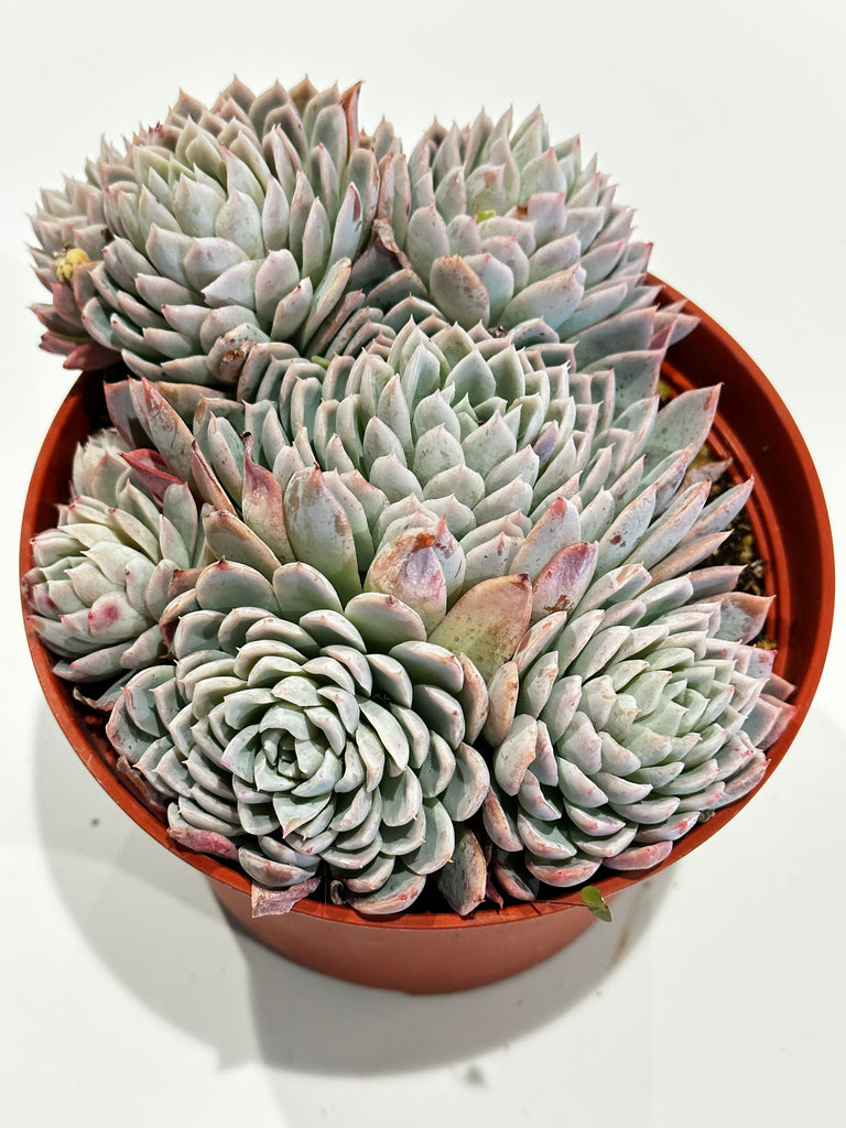 violet queen succulent flower Echeveria violet Queen