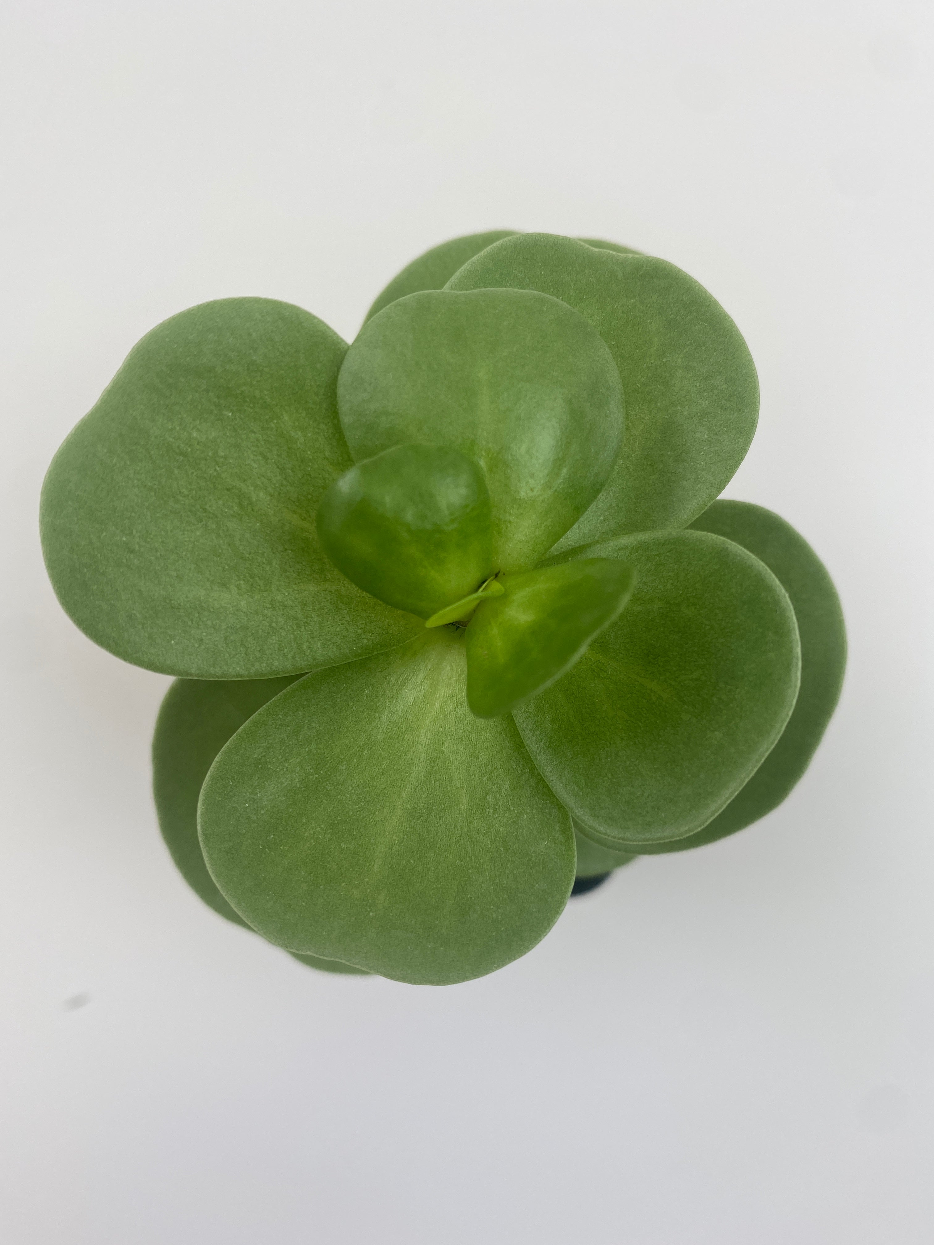 molokiniensis succulent Portulaca Molokiniensis 'Ihi