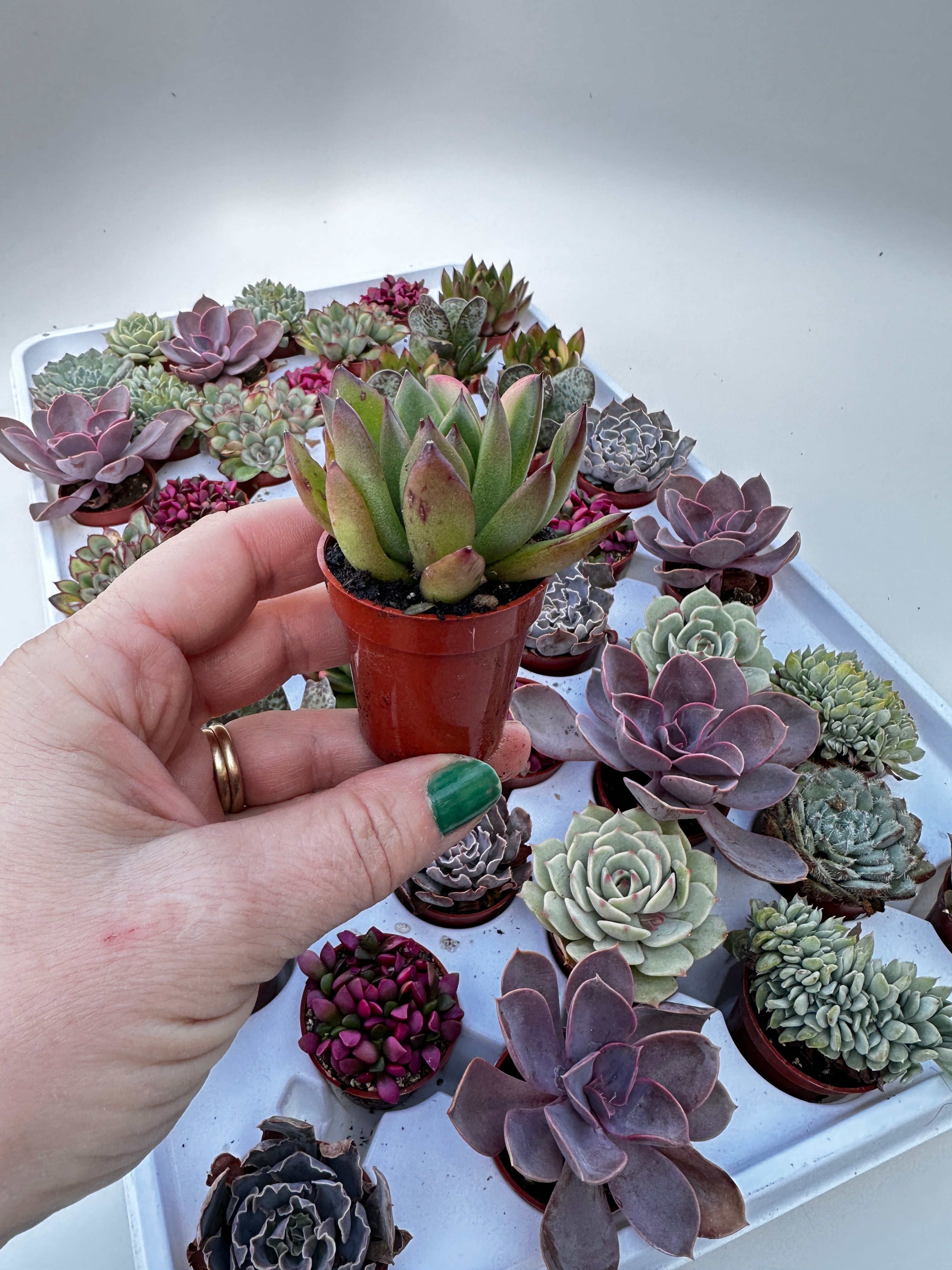 succulent near me 1.5” Cutie Succulents