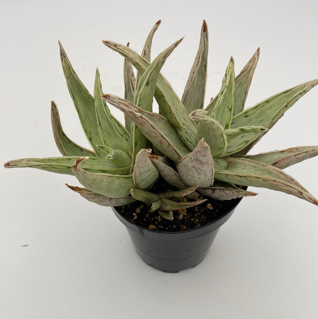 aloe vera plant cold weather Aloe Snow Drift