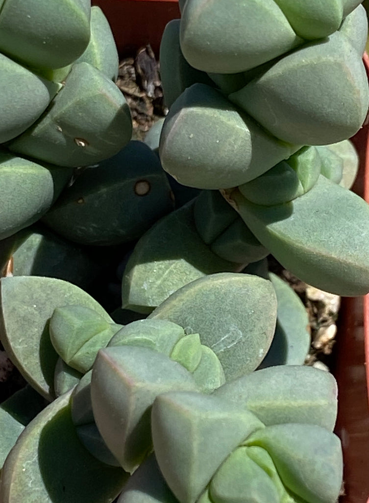 ice plant succulent wrinkled Corpuscularia lehmannii - Ice Plant