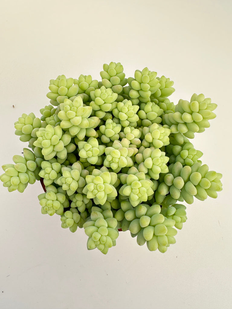 burrito succulent Sedum burrito~ Donkey Tail