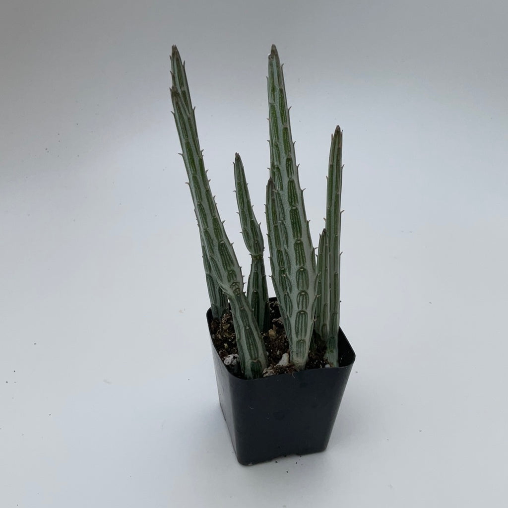 kleinia succulent Kleinia Stapeliiformis ~ Pickle plant
