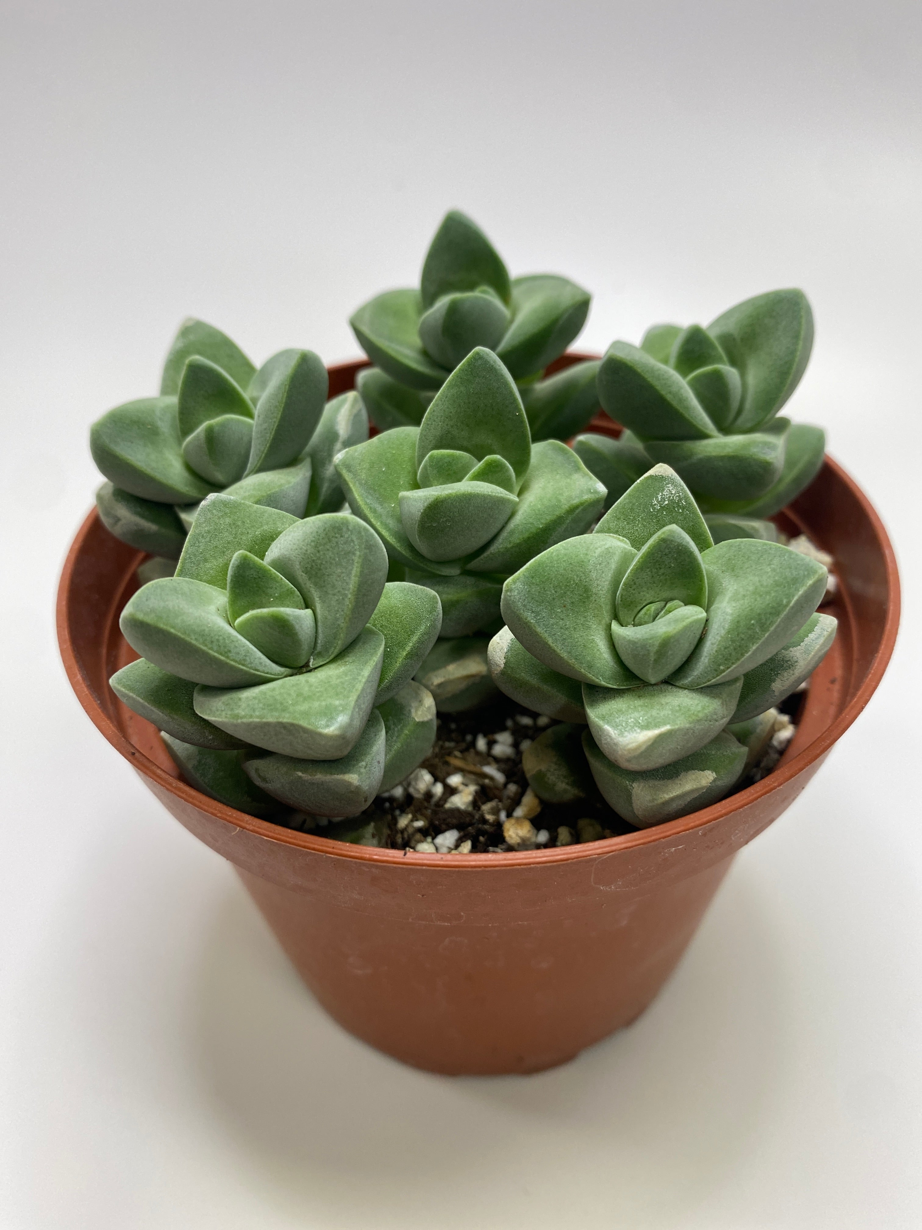 Crassula Moonglow