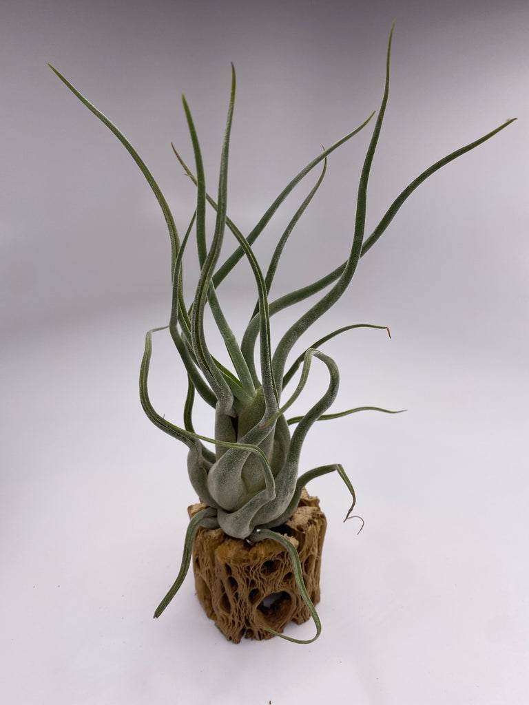 air plant gift set Air Plant & Cholla Gift Set