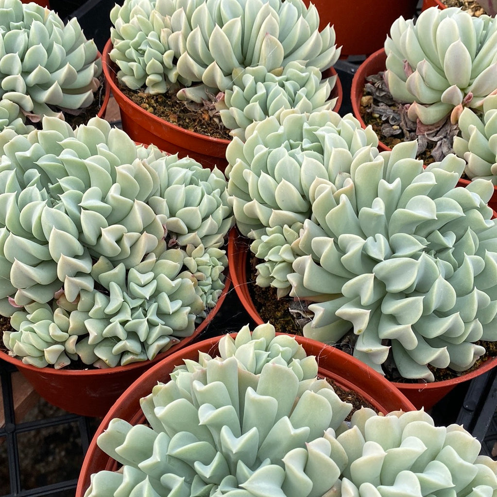 topsy turvy succulent plant Echeveria Runyonii “topsy Turvy”