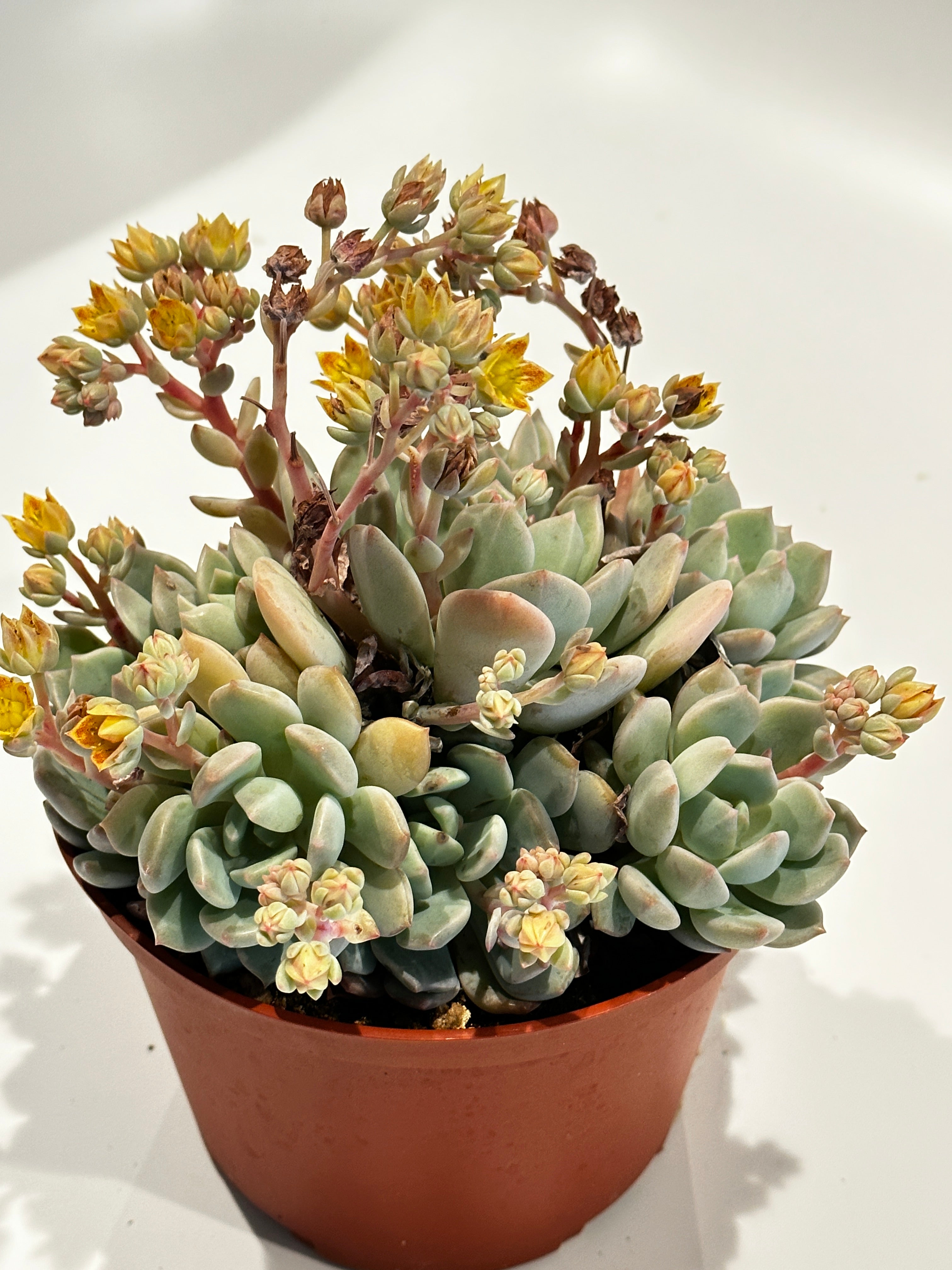 graptoveria moonglow succulent Graptoveria Moonglow