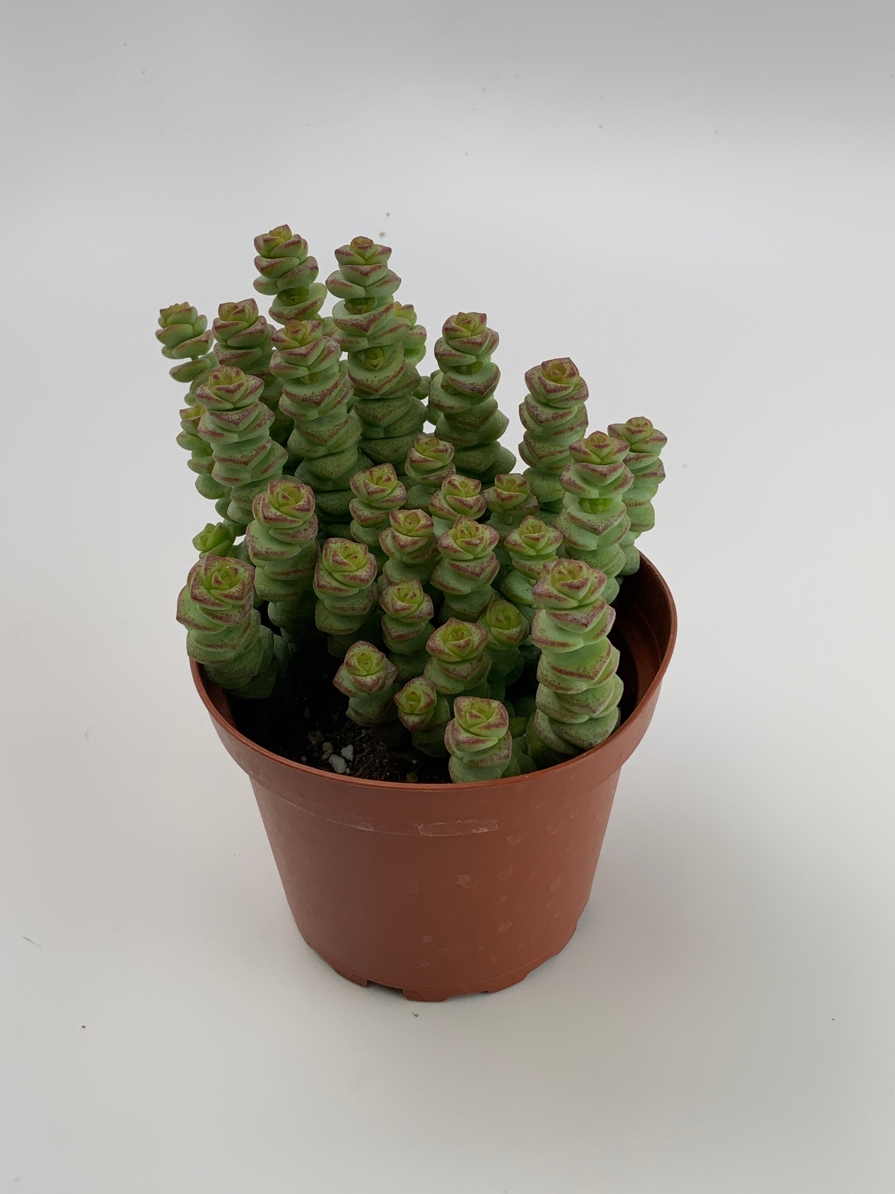 Crassula Baby Necklace