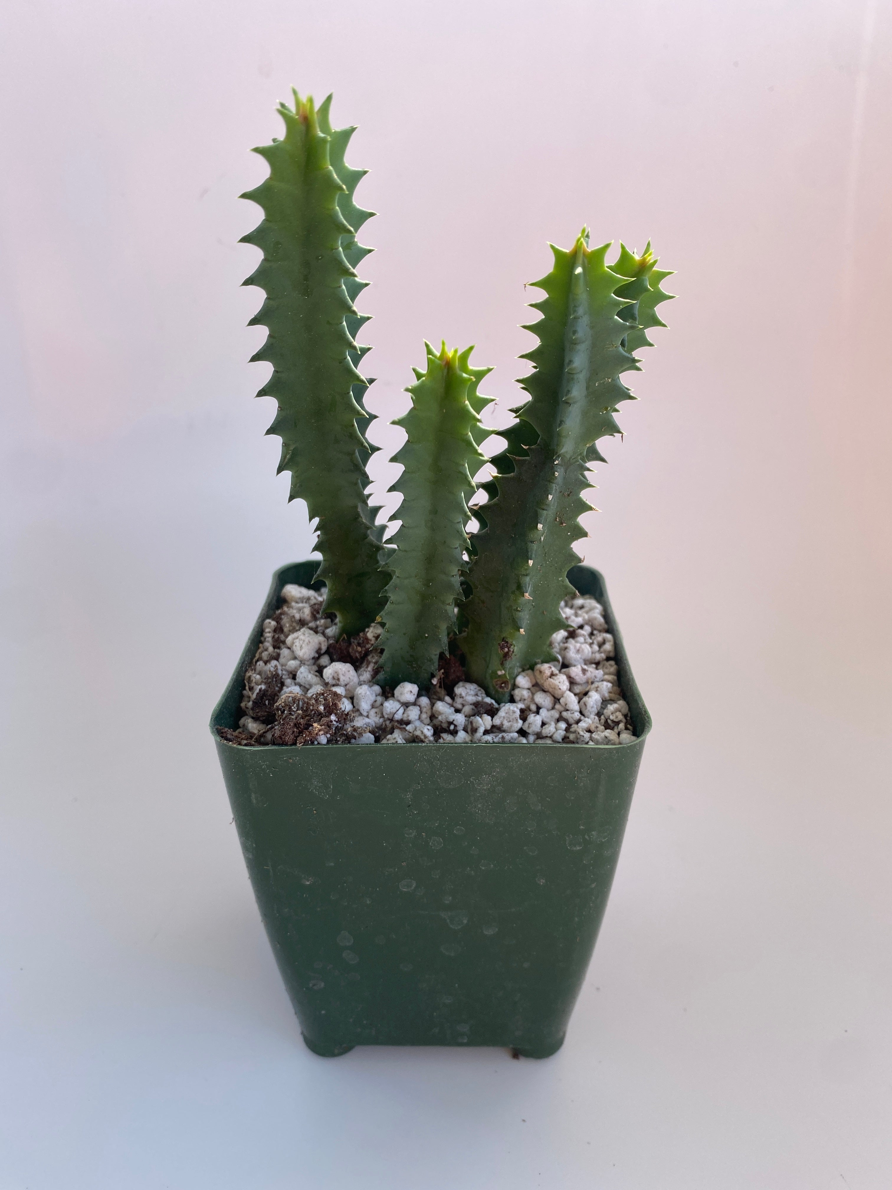 lifesaver succulent plant Huernia zebrina -Lifesaver plant