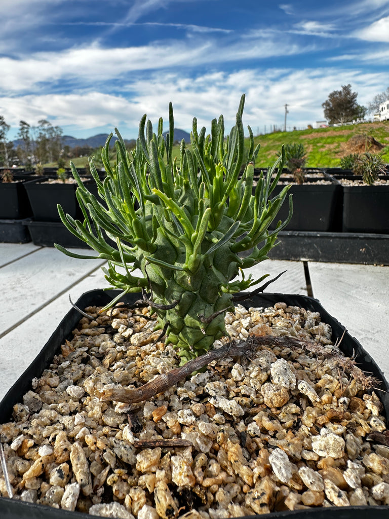 Euphorbia schoelandii