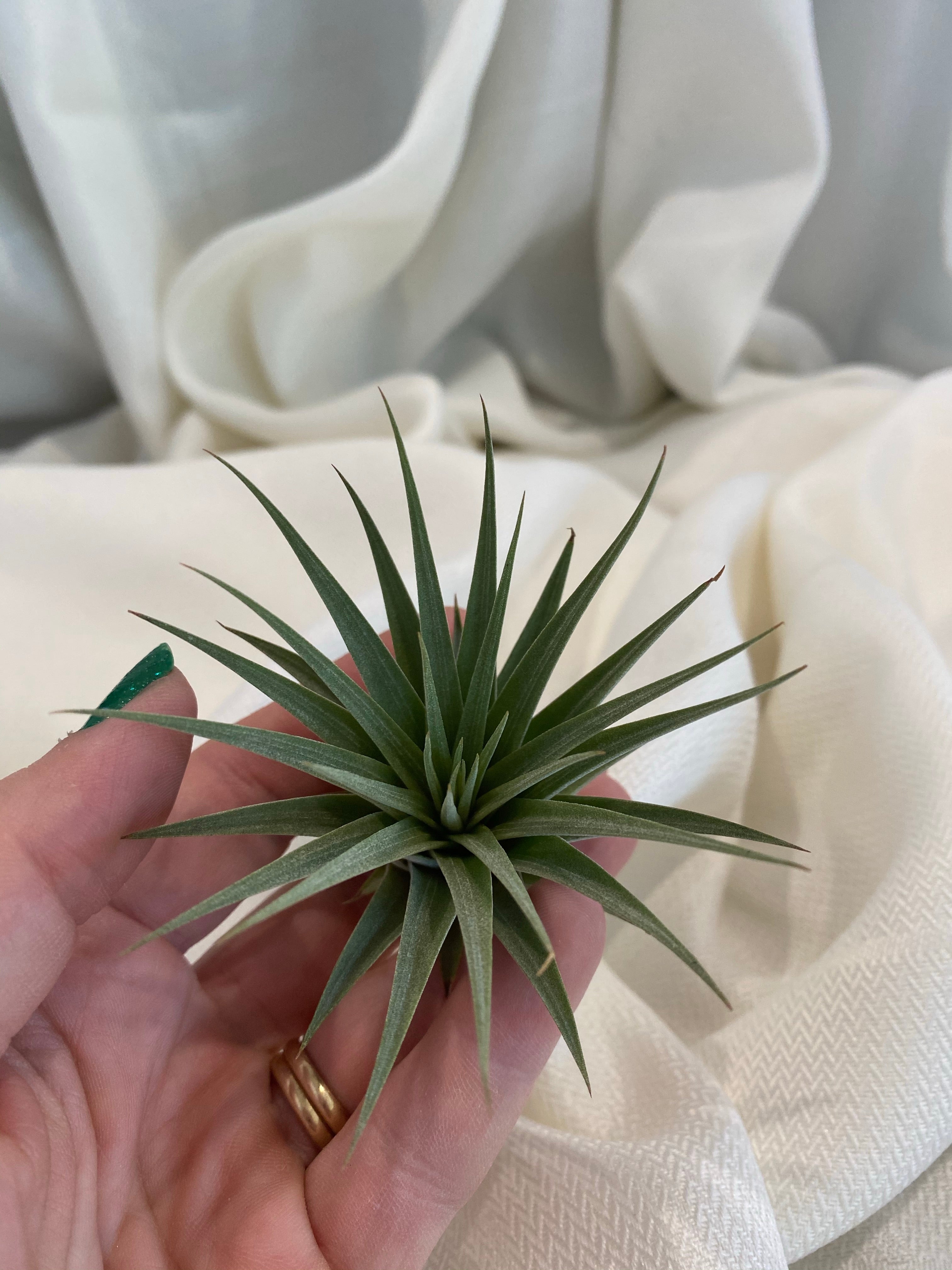 Tillandsia Espinosae | Partly Sunny Projects