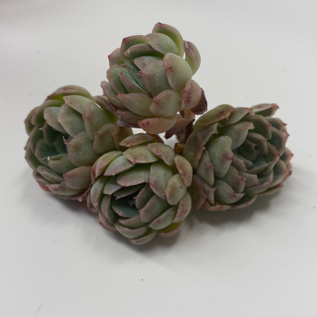 raspberry ice succulent Echeveria Raspberry Ice