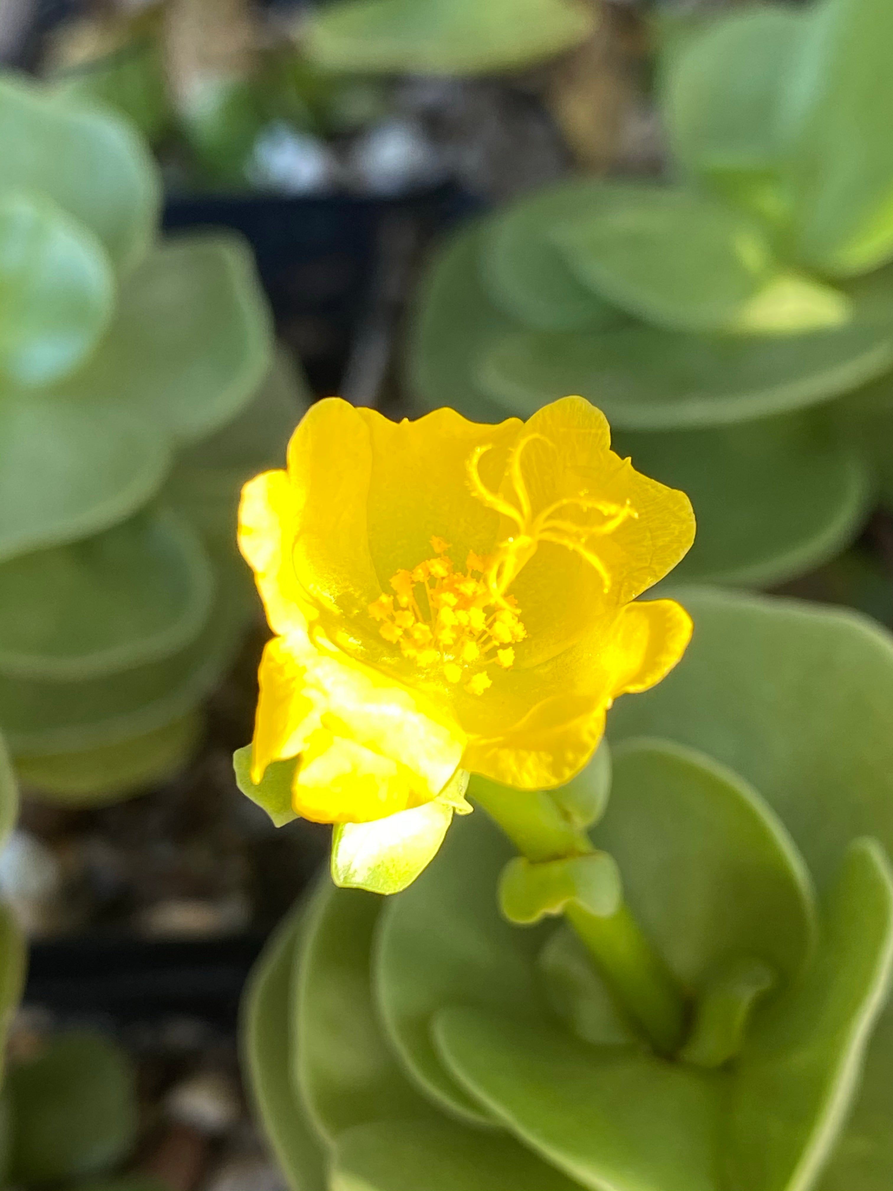 hawaiian succulent plants Portulaca Molokiniensis 'Ihi