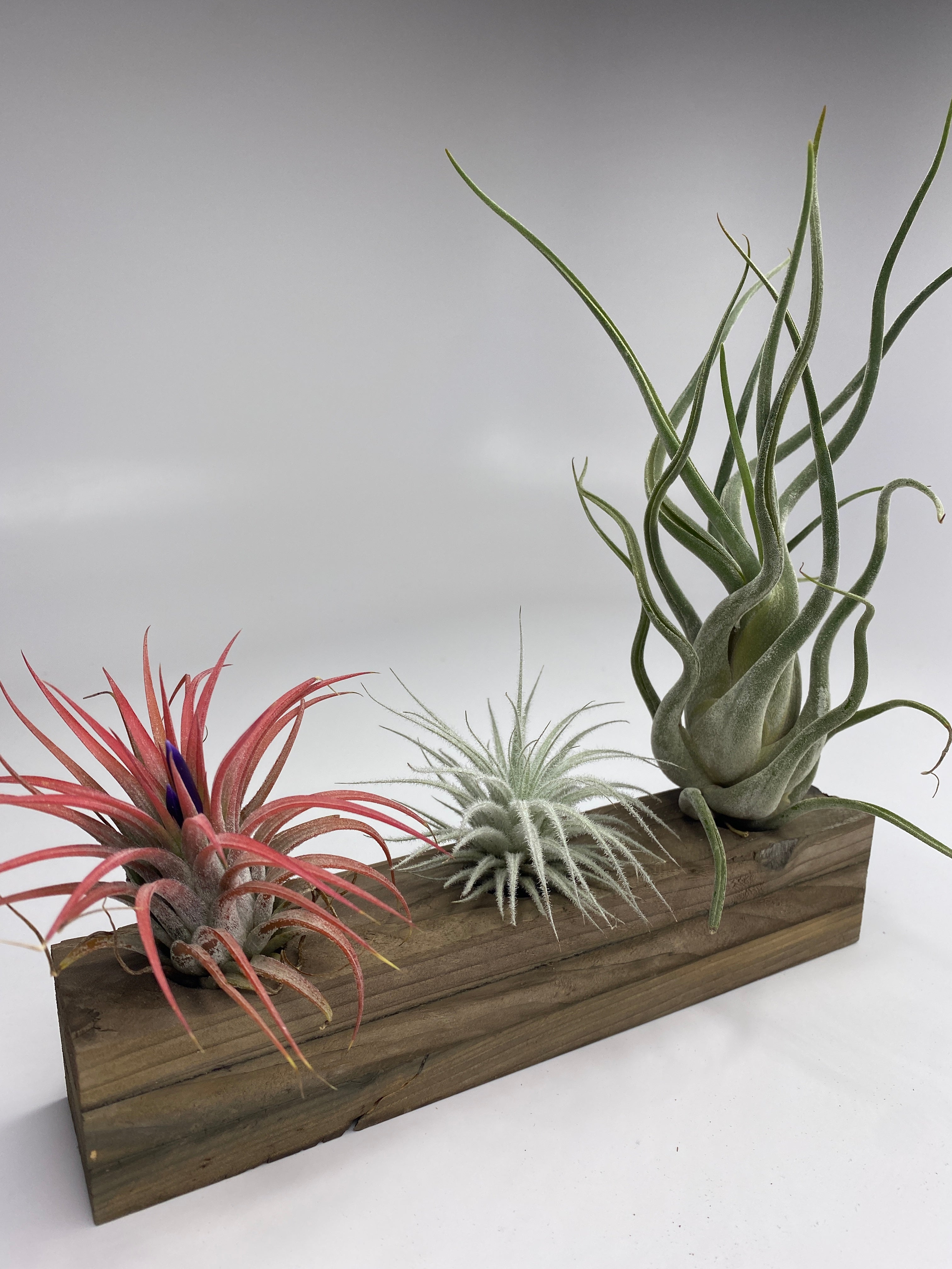 air plant planet Trio Air Plant & Wood Block Display Set