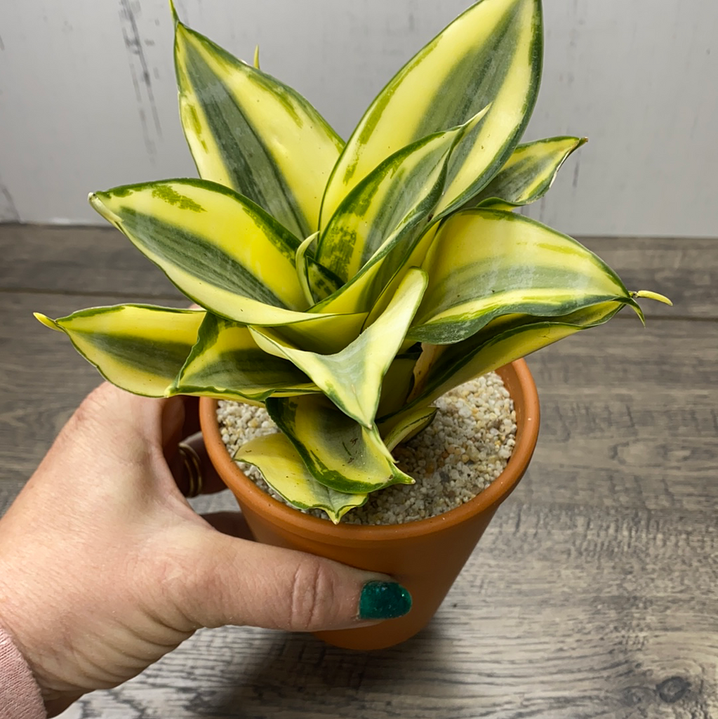 sansevieria trifasciata hahnii golden Sansevieria Golden Hahnii