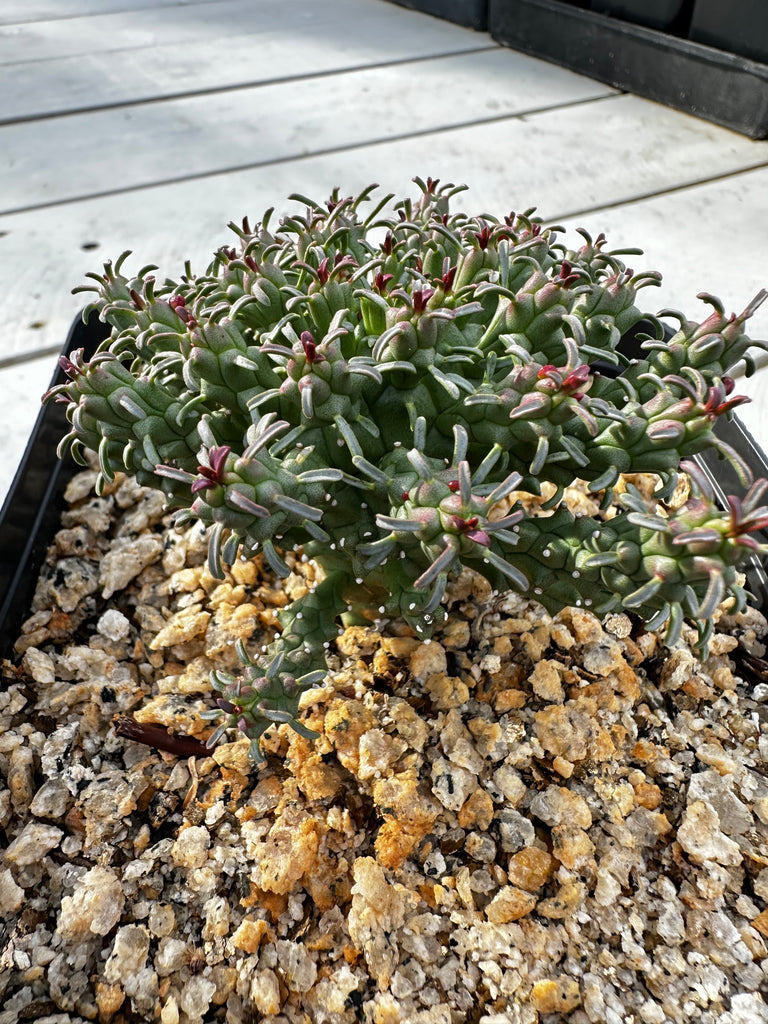 Euphorbia tubeiculata