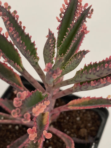 pink butterfly succulent Kalanchoe 'Pink Butterflies'