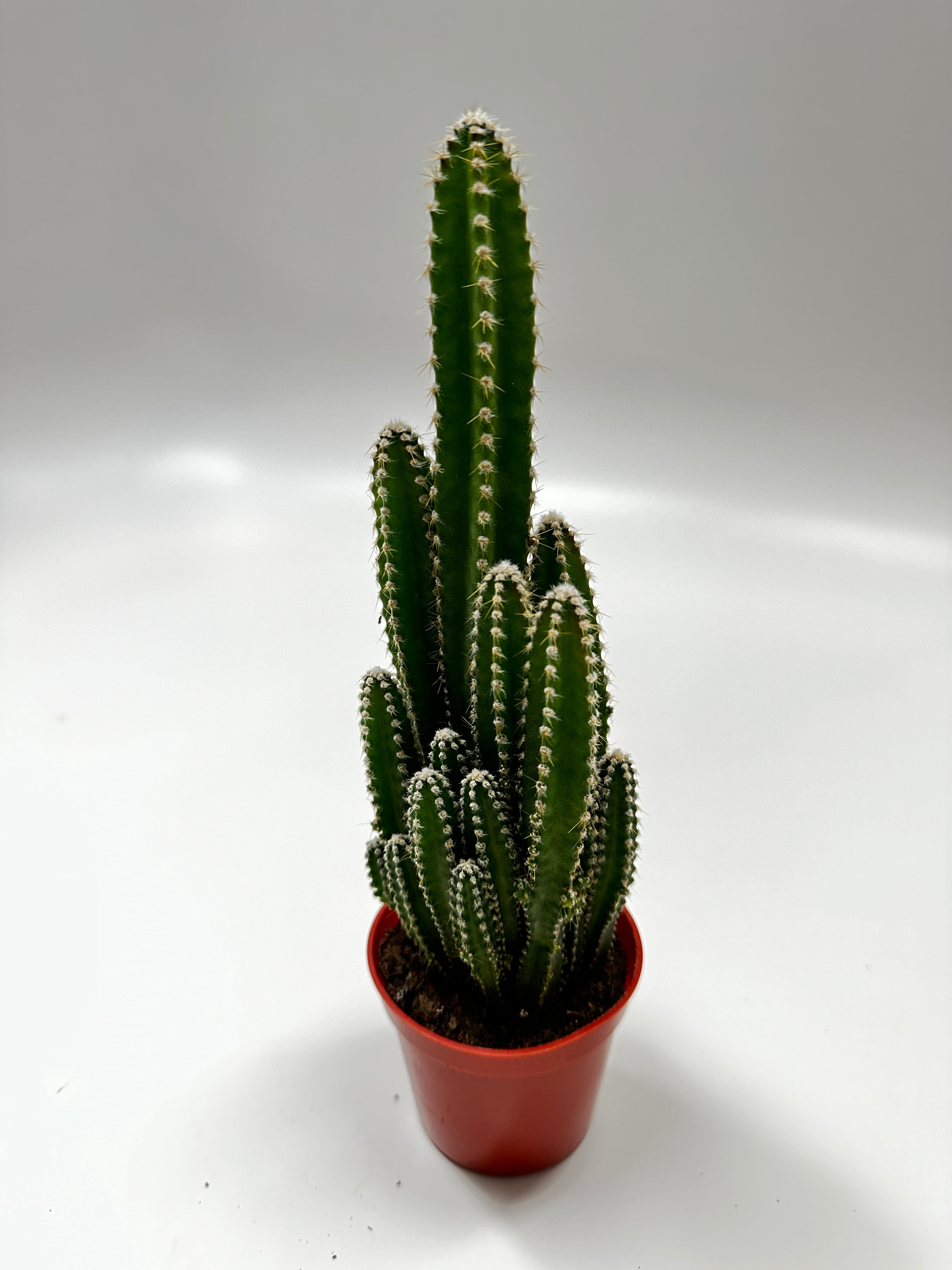 Fairy Castle Cactus