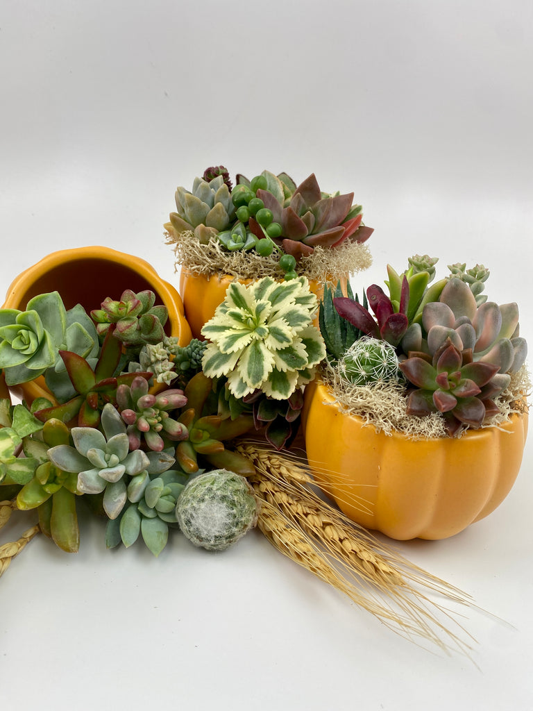 Petite pumpkin planters