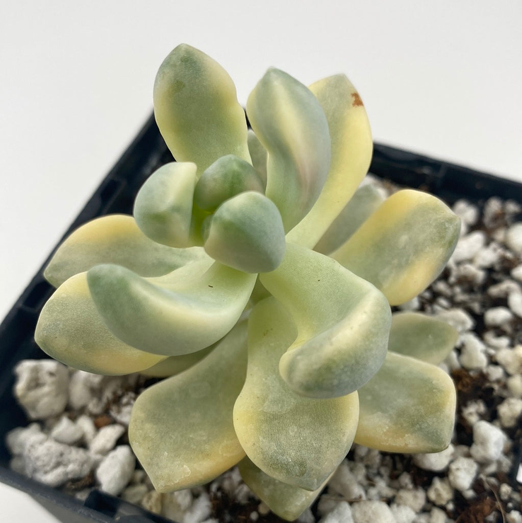 variegated titubans succulent Graptopetalum Titubans variegated