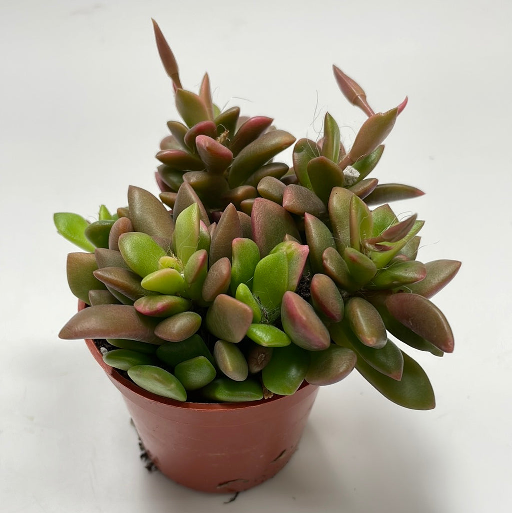 anacampseros rufescens succulent Anacampseros Rufescens