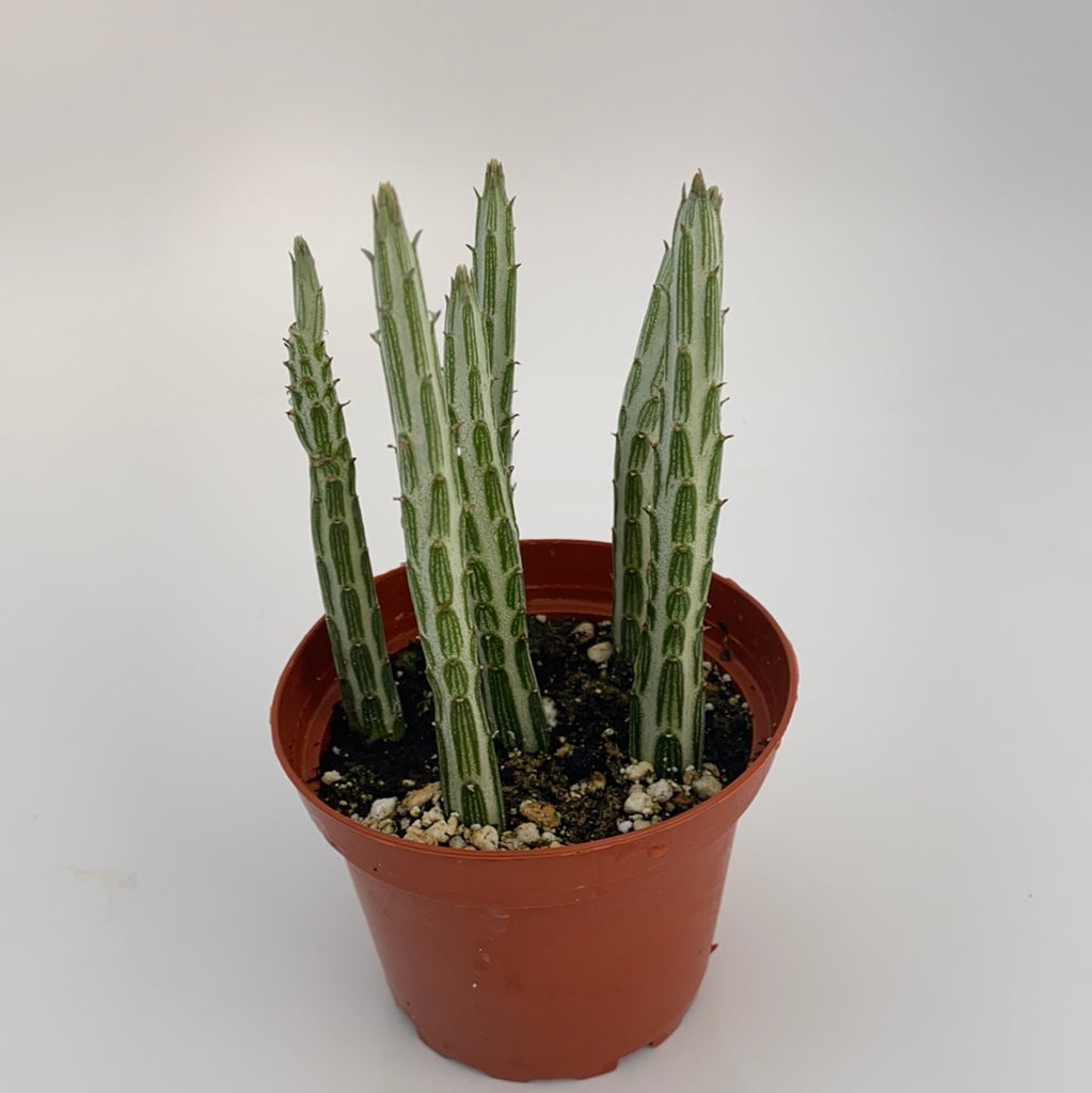 Kleinia Stapeliiformis ~ Pickle plant