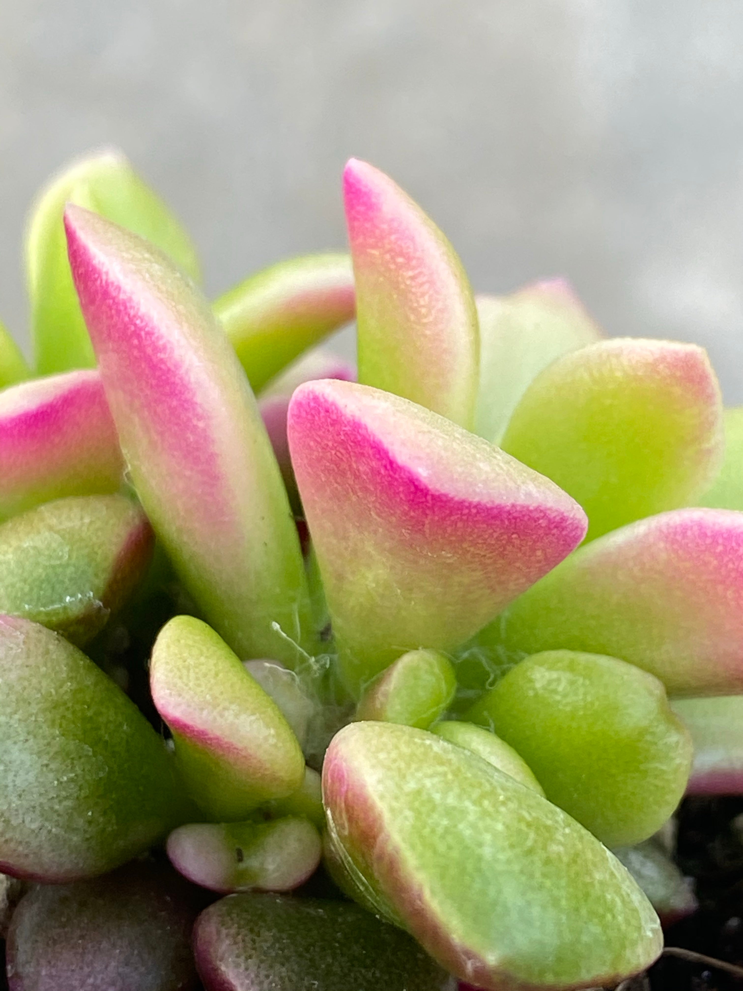 anacampseros rufescens succulent Anacampseros Rufescens