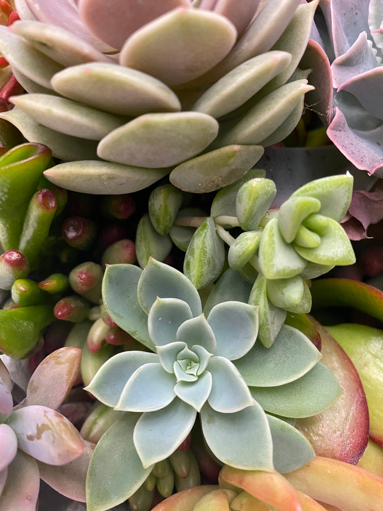succulent christmas tree kit Succulent Christmas Tree Kit
