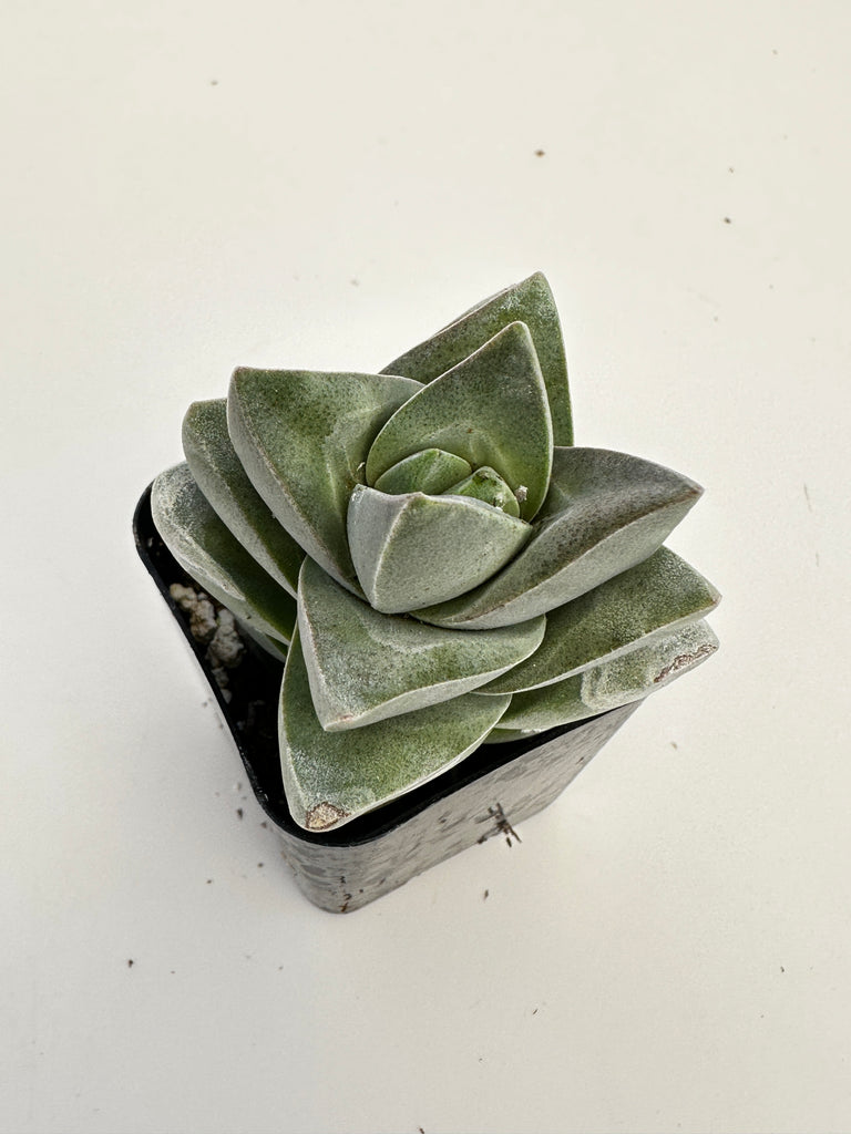 moonglow succulent Crassula Moonglow