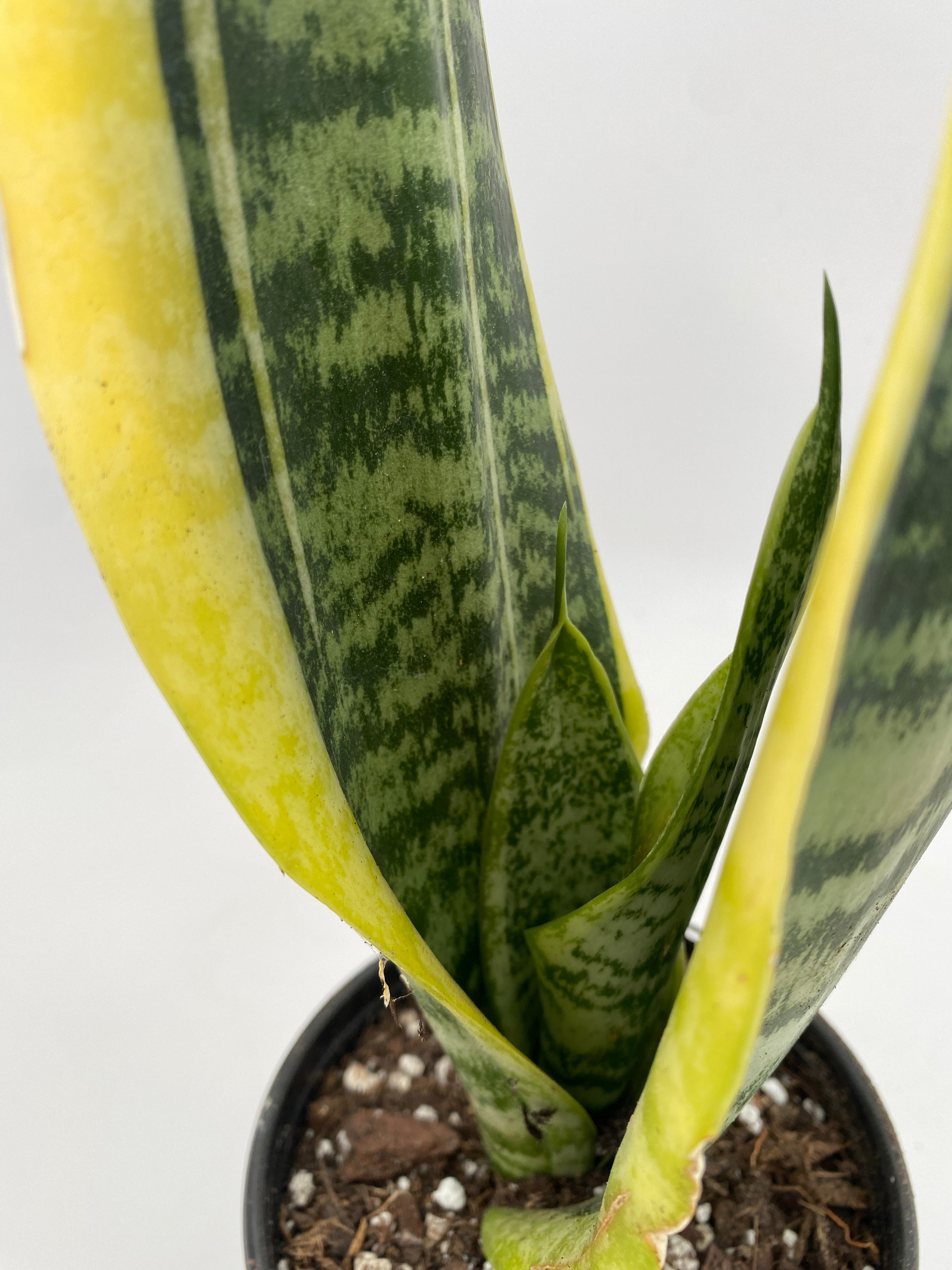 Sansevieria Futura Superba