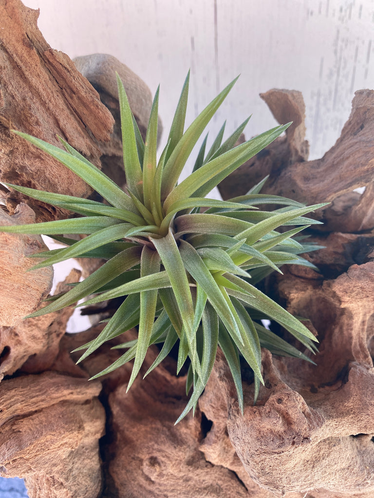 neglecta air plant Tillandsia Neglecta