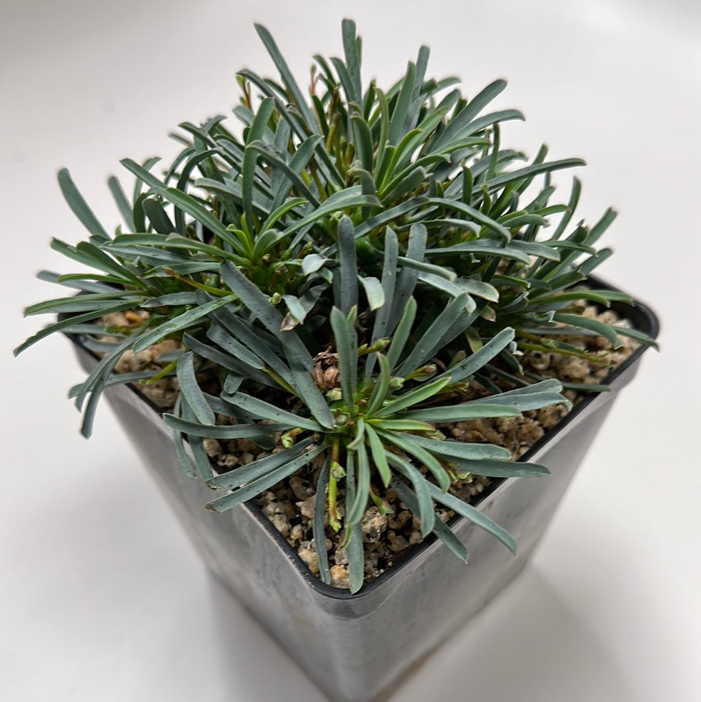 Euphorbia multifolia