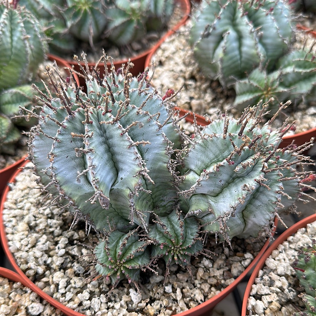 Euphorbia horrida white form