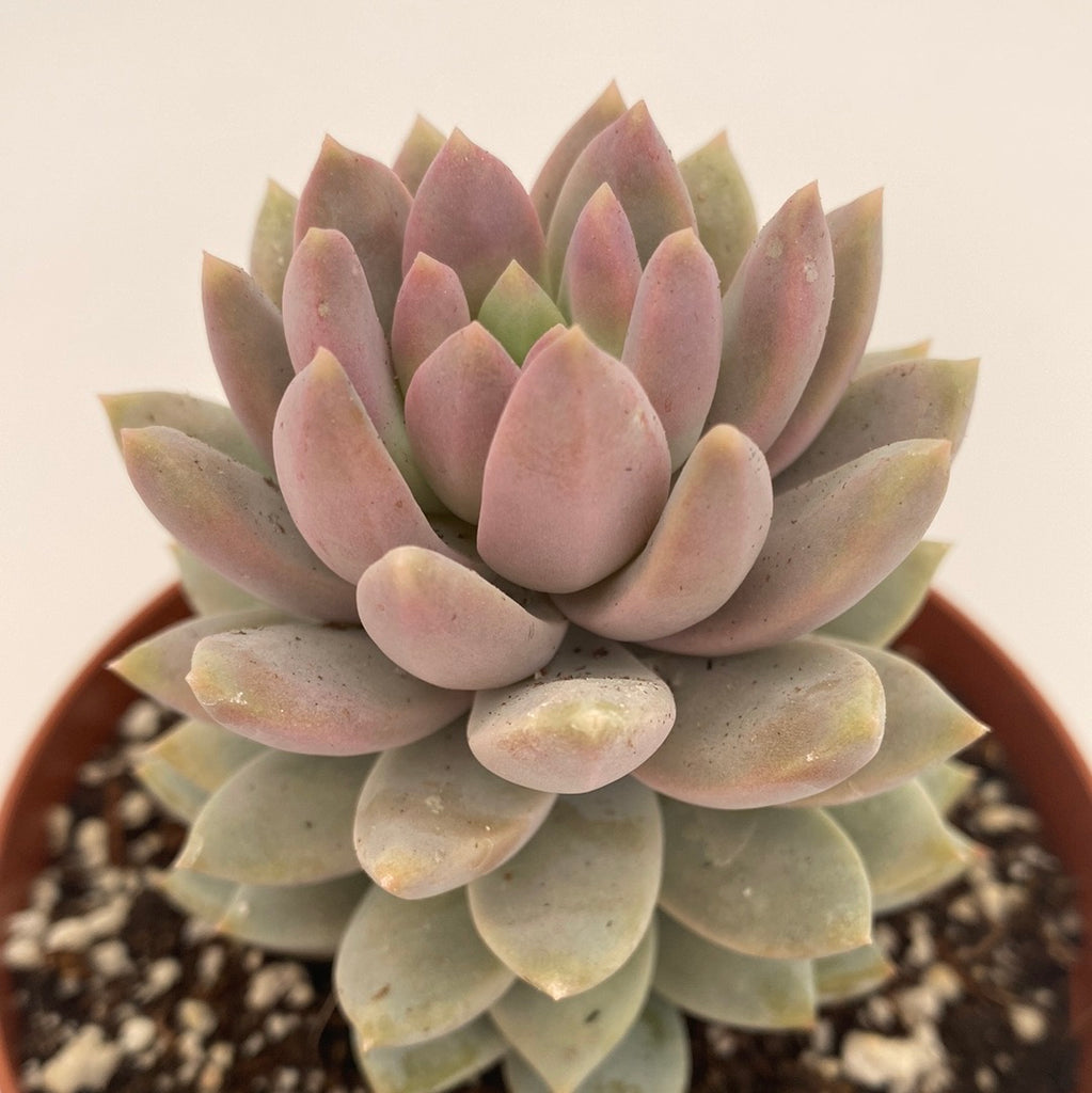misty lilac succulent Echeveria lilac