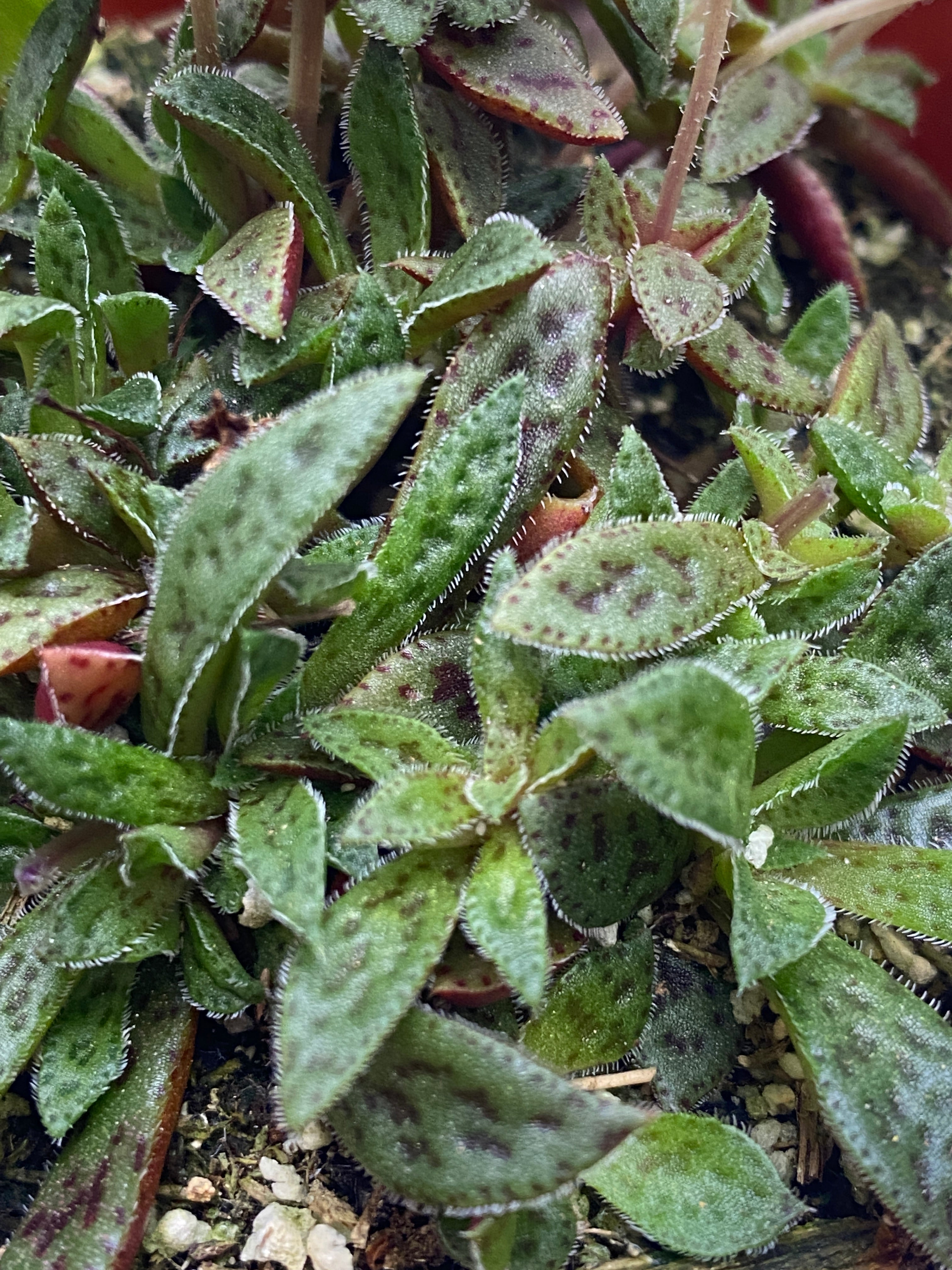 tiger jade succulent Crassula exilis ssp. cooperi - Tiger Jade